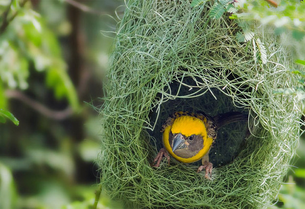 Sau khi chim mái ấp trứng xong và trứng đã nở thành con, cả “nhà” chim dòng dọc bay đi, bỏ lại chiếc tổ như một công trình kiến trúc hoàn mỹ. Ảnh: vtmonline.