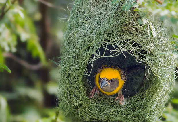 Sau khi chim mái ấp trứng xong và trứng đã nở thành con, cả “nhà” chim dòng dọc bay đi, bỏ lại chiếc tổ như một công trình kiến trúc hoàn mỹ. Ảnh: vtmonline.