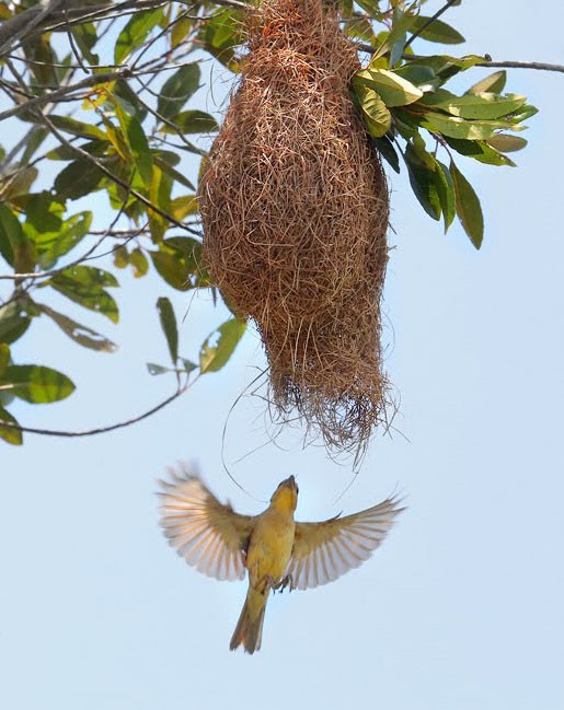 Trong khi đó, tổ chim trống đơn sơ hơn, giống như một cái chuông úp ngược. Ảnh: danviet.