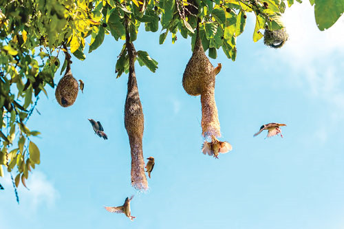 Phải mất từ 15 đến 20 ngày chim dòng dọc mới xây xong một chiếc tổ, với số cỏ tranh được xé sợi làm tổ từ 1.700 đến hơn 2.000 cọng. Ảnh: vovworld.