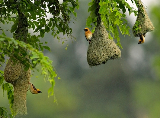 Chim dòng dọc nổi tiếng với khả năng làm tổ khéo nhất, tỉ mỉ và hoàn mỹ nhất trong các loài chim. Tổ của chúng dù treo lủng lẳng trên những cành cây cao nhưng vô cùng chắc chắn. Ảnh: pnvnnuocngoai.