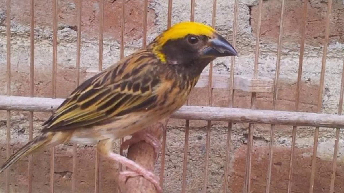  Chim dòng dọc là một loại chim nhỏ, có hình dáng tương tự như chim sẻ và rất nhanh nhẹn. Ảnh: ytimg.