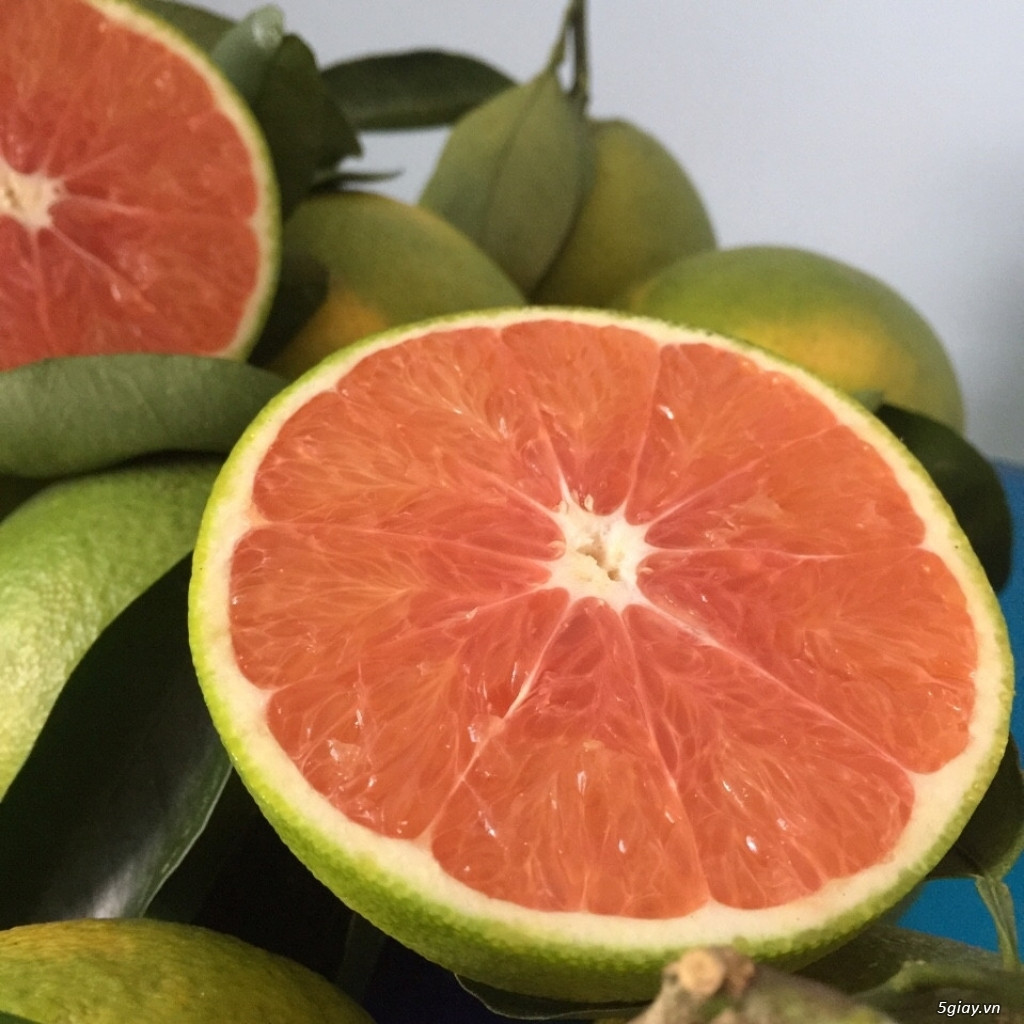 Cam Cara có hình dáng tròn trịa và kích thước to hơn hẳn cam thông thường. Mỗi quả cam Cara có trọng lượng khoảng 200 gram/quả. Ảnh: 5giay.