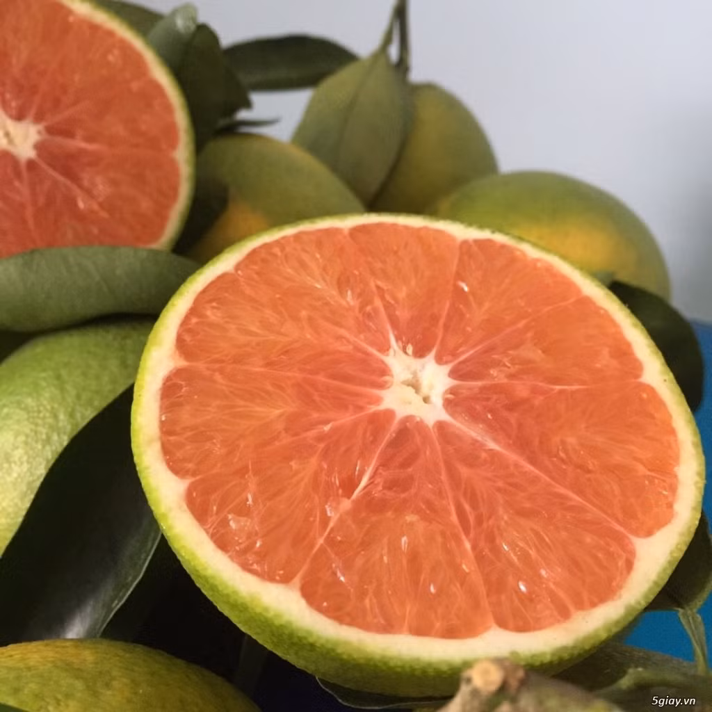 Cam Cara có hình dáng tròn trịa và kích thước to hơn hẳn cam thông thường. Mỗi quả cam Cara có trọng lượng khoảng 200 gram/quả. Ảnh: 5giay.