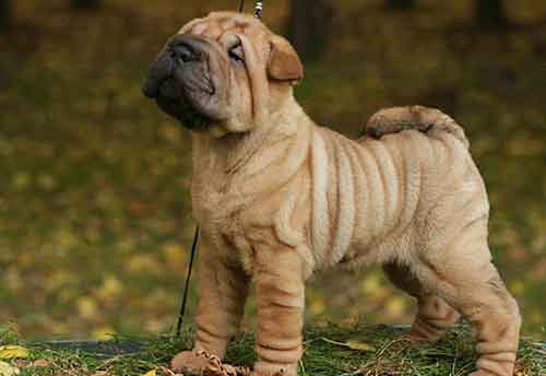 Nhờ bộ lông nhăn nheo đặc biệt của mình, chó Sa Bì thậm chí trở thành hiện tượng truyền thông và thu hút được sự chú ý từ công chúng trong suốt những năm 70 và 80. Ảnh: blogyeuchomeo.