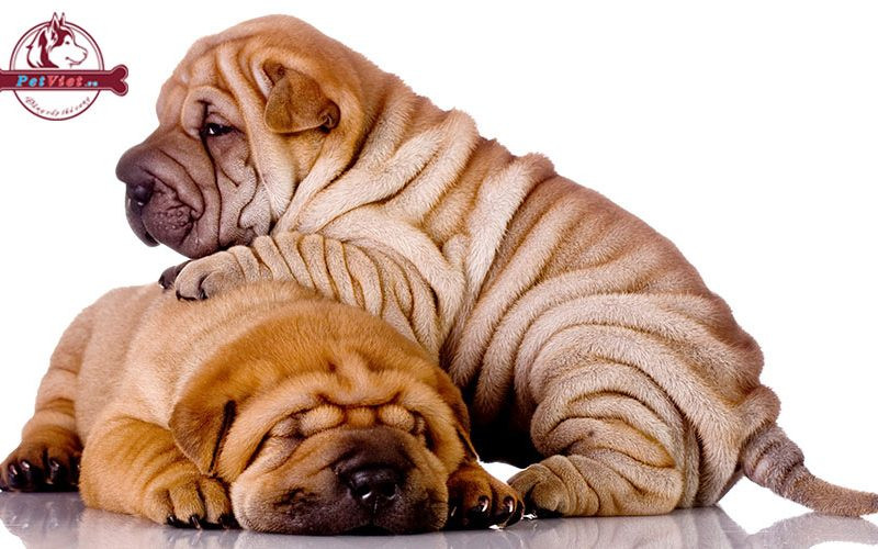 Chó Sa Bì có kích thước khá cân đối, hài hòa với chiều cao khoảng từ 46cm - 50cm và trọng lượng từ 20kg - 27kg. Ảnh: petviet.