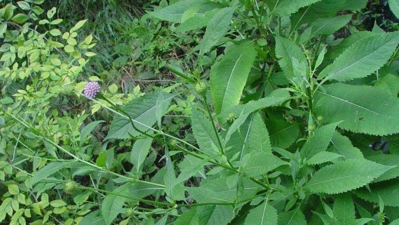 Cây tục đoạn còn có một số tên gọi khác như sơn cân thái, oa thái, đầu vù (Hmông), rễ thái, sâm nam. Ảnh: ydhvn.