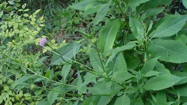 Cây tục đoạn còn có một số tên gọi khác như sơn cân thái, oa thái, đầu vù (Hmông), rễ thái, sâm nam. Ảnh: ydhvn.