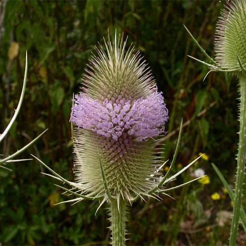 Theo Đông y, tục đoạn có tác dụng bổ can ích thận, nối liền gân cốt, thông huyết mạch, cầm máu, giảm đau. Ảnh: blogspot.