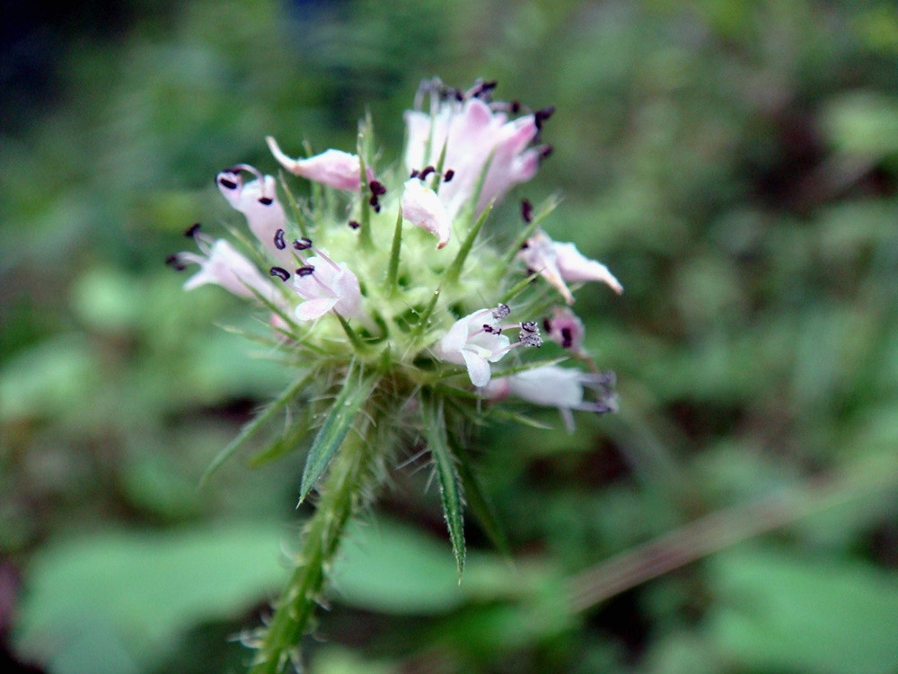 Cây tục đoạn mọc hoang ở các tỉnh phía Bắc nước ta như Lào Cai, Sơn La, Hà Giang và những vùng núi cao, không khí mát mẻ. Ảnh: starfoods.