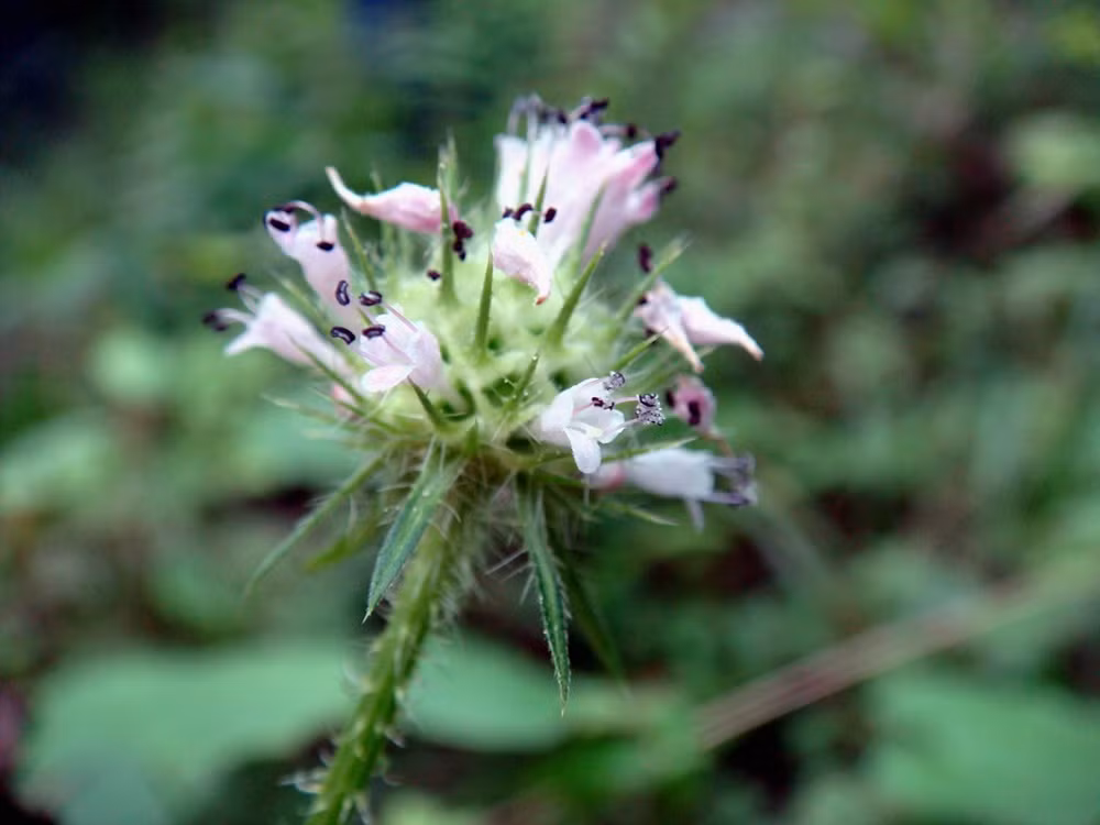 Cây tục đoạn mọc hoang ở các tỉnh phía Bắc nước ta như Lào Cai, Sơn La, Hà Giang và những vùng núi cao, không khí mát mẻ. Ảnh: starfoods.