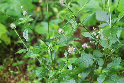 Cây tục đoạn mọc hoang hoặc được trồng bằng hạt vào mùa xuân để làm thuốc và làm cảnh. Ảnh: thaoduocpqa.