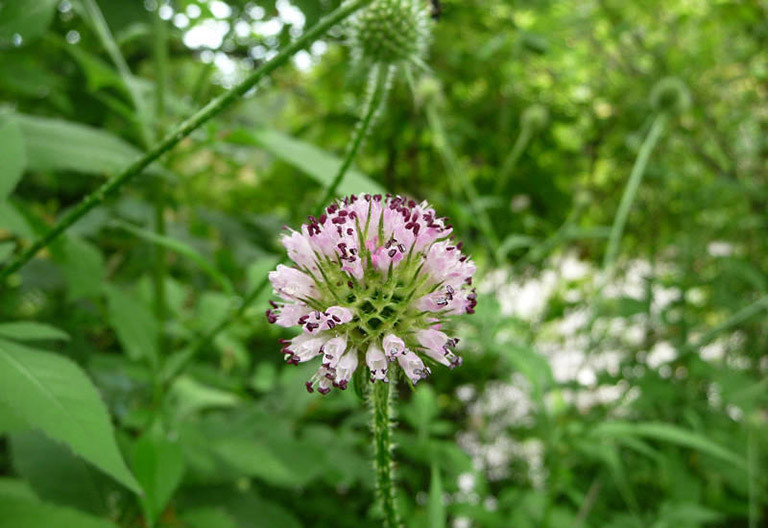 Rễ của cây tục đoạn có thể được phơi hoặc sấy khô để dùng làm thuốc. Rễ được đào vào khoảng từ tháng 7 đến tháng 8. Ảnh: thuocdantoc.