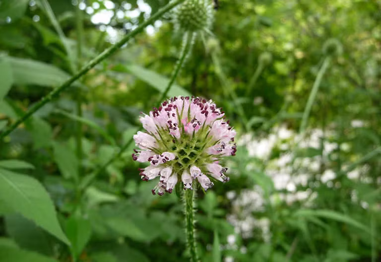 Rễ của cây tục đoạn có thể được phơi hoặc sấy khô để dùng làm thuốc. Rễ được đào vào khoảng từ tháng 7 đến tháng 8. Ảnh: thuocdantoc.