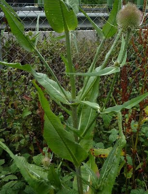 Ở Việt Nam, cây tục đoạn bắt đầu được đưa vào khai thác từ năm 1935. Ảnh: thaoduocsinhphuong.