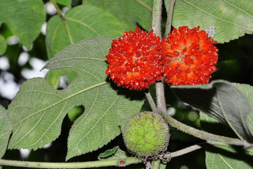 Cây dướng có nguồn gốc ở miền đông châu Á. Nó là loài cây thân gỗ nhỏ, có thể cao tới 15m. Vỏ thân nhẵn màu tro, lá có hình dạng không cố định, quả mọng chín đỏ rất mềm. Ảnh: bvpharma.