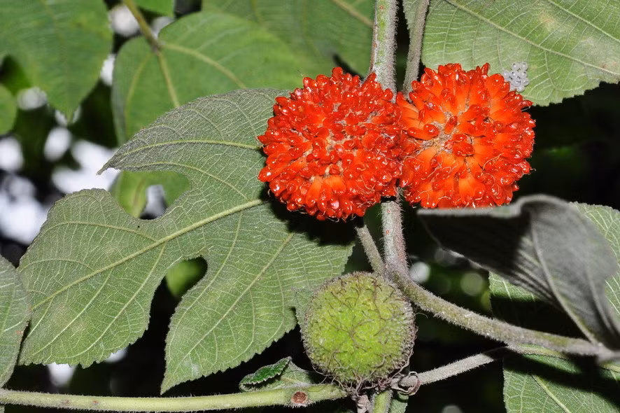 Cây dướng có nguồn gốc ở miền đông châu Á. Nó là loài cây thân gỗ nhỏ, có thể cao tới 15m. Vỏ thân nhẵn màu tro, lá có hình dạng không cố định, quả mọng chín đỏ rất mềm. Ảnh: bvpharma.