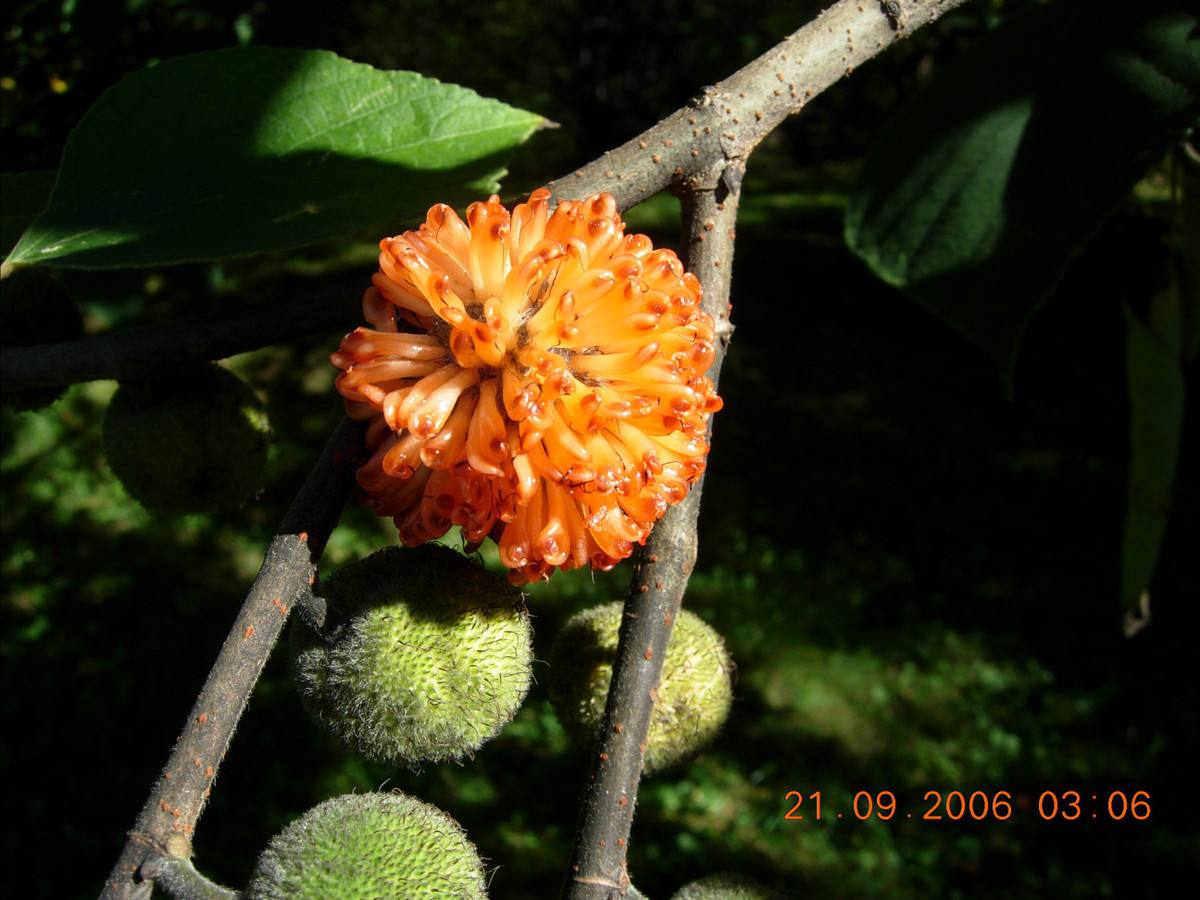 Ở Việt Nam, cây dướng thấy nhiều tại các tỉnh phía Bắc. Trên thế giới, cây dướng còn mọc ở Trung Quốc, Nhật Bản, Ấn Độ, Lào, Indonesia... Ảnh: myspecies.