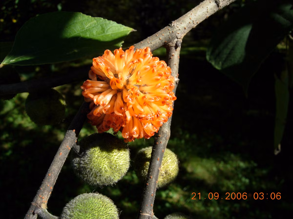 Ở Việt Nam, cây dướng thấy nhiều tại các tỉnh phía Bắc. Trên thế giới, cây dướng còn mọc ở Trung Quốc, Nhật Bản, Ấn Độ, Lào, Indonesia... Ảnh: myspecies.