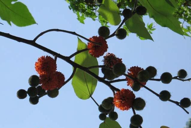  Cây dướng ra hoa vào các tháng 5-6, ra quả vào các tháng 8-11. Ảnh: vuonduocthao.