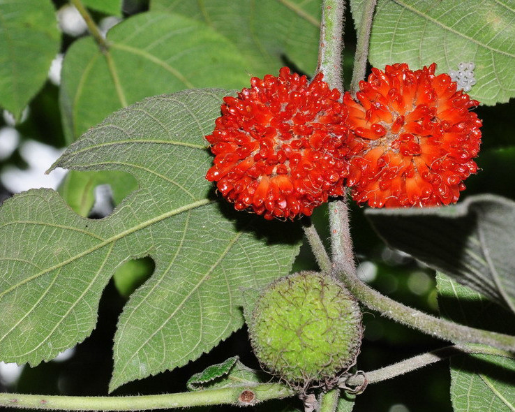 Mặc dù có nhiều công dụng nhưng cây dướng có thể trở thành loài xâm hại nguy hiểm, làm thay đổi hệ sinh thái tự nhiên của khu vực đó. Ảnh: duoclieuduongthu.