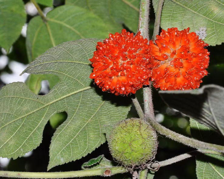 Mặc dù có nhiều công dụng nhưng cây dướng có thể trở thành loài xâm hại nguy hiểm, làm thay đổi hệ sinh thái tự nhiên của khu vực đó. Ảnh: duoclieuduongthu.