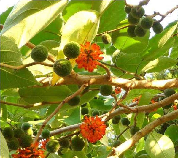 Vỏ cây dướng có thể sử dụng để sản xuất giấy có chất lượng cao trong khi các lá non và cành non có thể làm thức ăn cho hươu, nai. Ảnh: caythuoc.