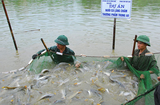 Tuy nhiên, hiện nay bắt đầu có nhiều dự án nuôi cá lăng chấm thương phẩm trong áo. Cá lăng chấm là một loài cá rất hung dữ. Đổi lại, thịt của chúng lại rất thơm ngon, thuộc hàng đặc sản hàng đầu của miền Bắc. Ảnh: pinimg.