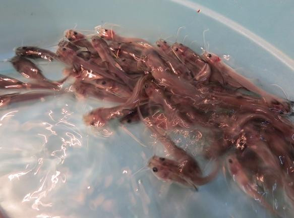 Cá lăng chấm có khả năng sinh sản cao. Vào mùa sinh sản, con cái có thể cho từ 6.340 – 54.580 trứng/con. Ảnh: aquatec.