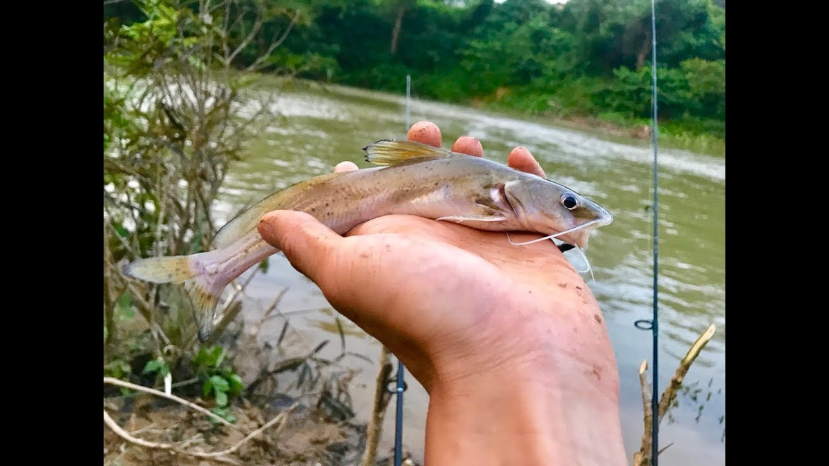 Cá lăng chấm ăn rất nhiều loại thức ăn, ấu trùng, côn trùng, rễ cây, tôm cua… Trọng lượng của những con cá lăng chấm phát triển dao động từ 3 – 4 kg/con. Ngoài tự nhiên có thể bắt được những con cá lăng chấm có trọng lượng lên đến 30kg. Ảnh: ytimg.