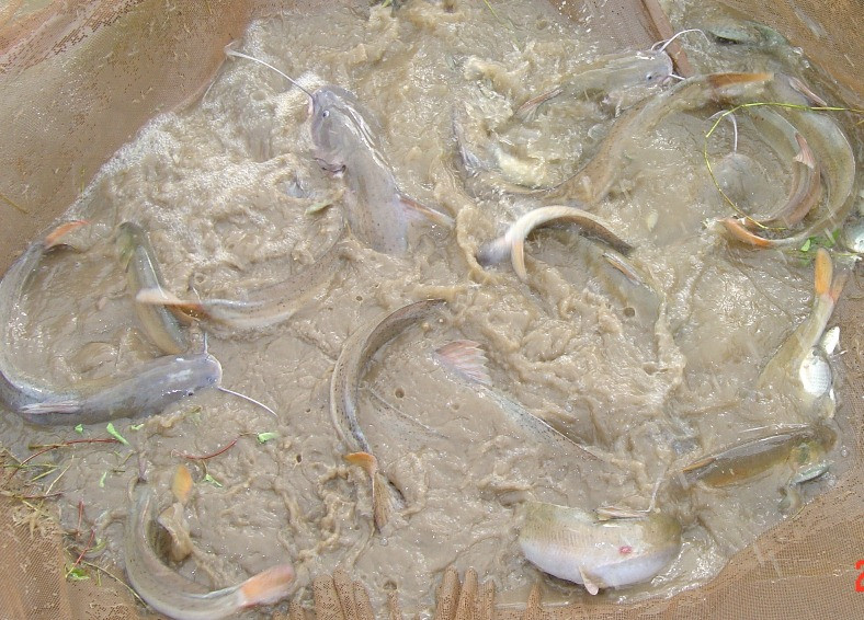 Hiện cá lăng chấm được xếp vào mức nguy cấp bậc V, cần phải bảo vệ gấp ("Sách Đỏ" do Bộ Khoa học - Công nghệ và Môi trường công bố năm 1992). Ảnh: tinmoitruong.