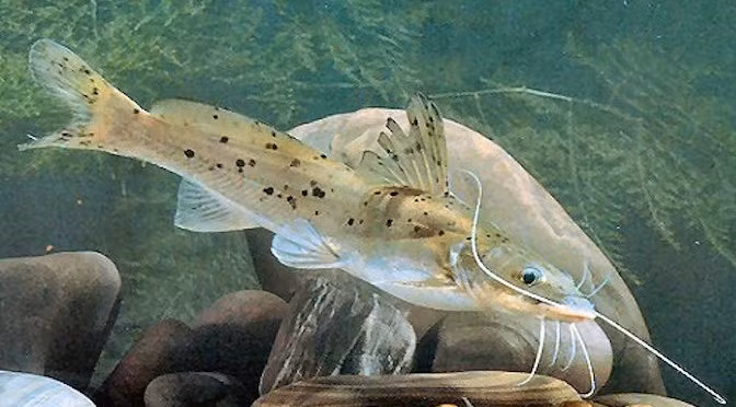  Cá lăng chấm có tên khoa học là Hemibagrus guttatus, thuộc họ Cá lăng, bộ Cá da trơn. Ảnh: tomvang.