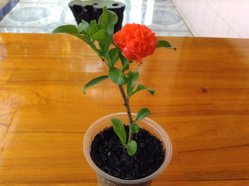 Cây lựu hạnh có tốc độ sinh trưởng trung bình, ưa nóng. Đây là một loại cây sống lâu, có thể sống hàng trăm năm. Ảnh: hstatic.