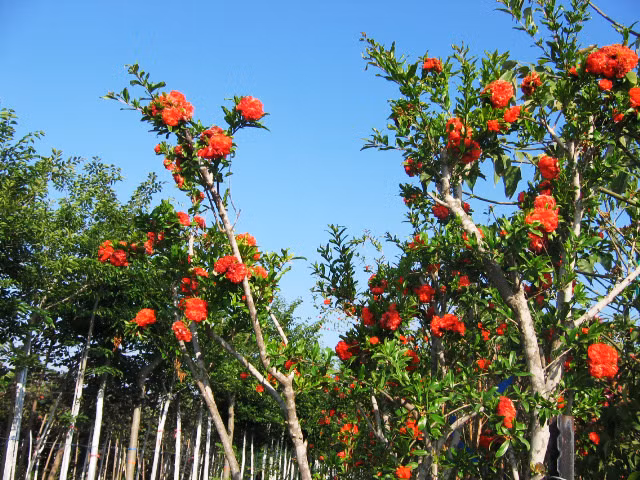 Ở Việt Nam, cây lựu hạnh được trồng trong chậu làm cây bonsai, cây cảnh đẹp trang trí văn phòng, trang trí không gian nhà…Ảnh: hstatic.