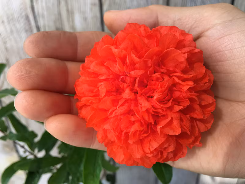 Không chỉ được trồng làm cây cảnh, cây lựu hạnh còn có nhiều công dụng khác. Rễ của nó có chất độc pelletiein và isopelletierin được dùng để trừ giun sán. Trong khi đó, vỏ quả lựu khô sắc uống trị bệnh tiêu chảy. Ảnh: hstatic.