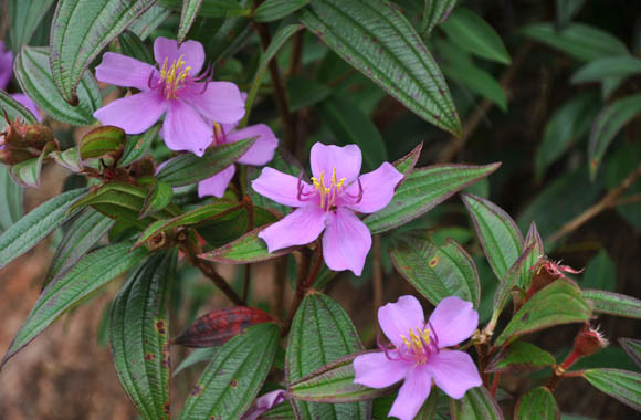 Toàn bộ phần nằm trên mặt đất và rễ của cây mua, đều có thể sử dụng làm thuốc chữa bệnh như bong gân, trật khớp, gãy xương, chữa mụn nhọt... Ảnh: baoquangninh.