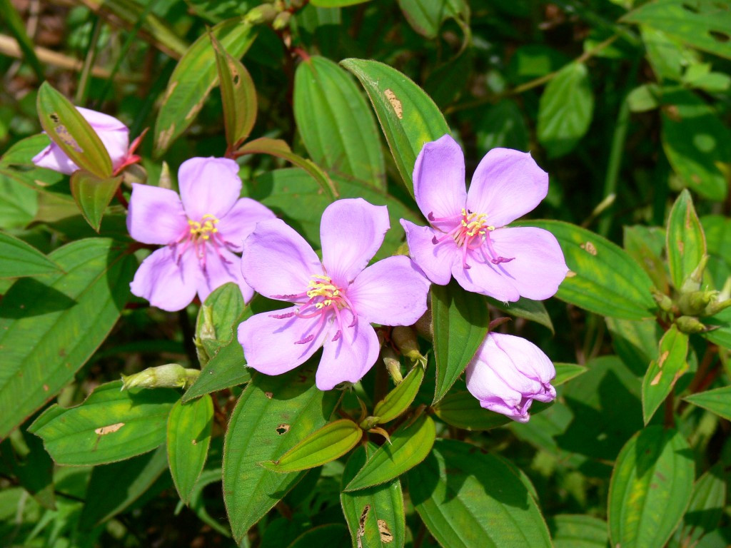 Trên thế giới, cây mua bà được tìm thấy ở Ấn Độ, Mianma, bán đảo Malaysia, Campuchia. Ảnh: ydvn.