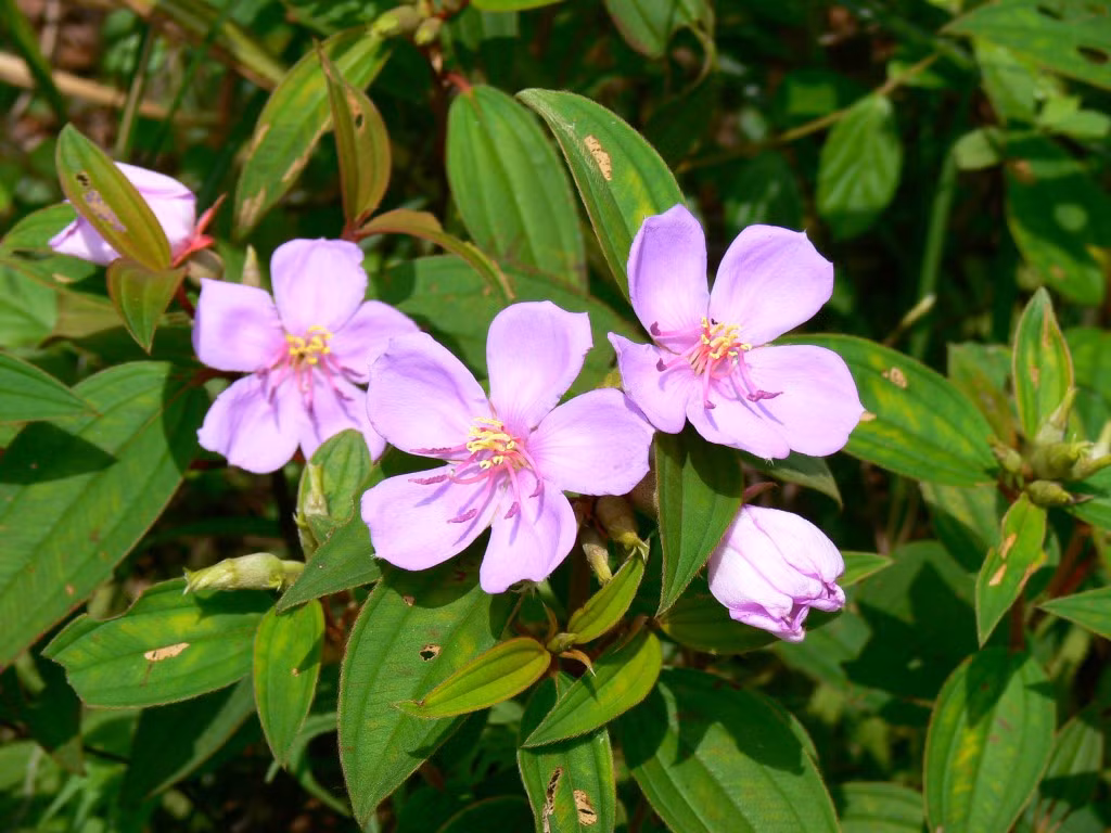 Trên thế giới, cây mua bà được tìm thấy ở Ấn Độ, Mianma, bán đảo Malaysia, Campuchia. Ảnh: ydvn.