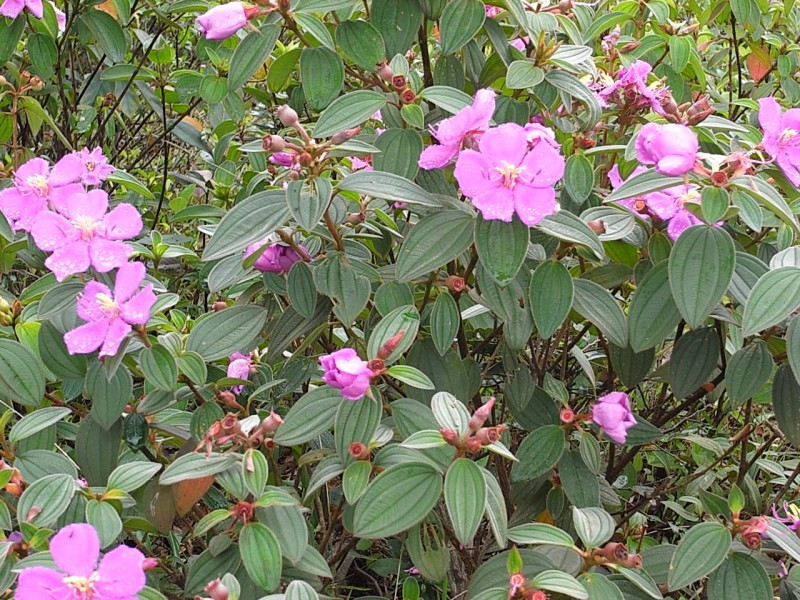 Cụ thể, dân gian dùng lá cây mua bà chữa mụn nhọt, rễ dùng chữa sâu răng. Ở Campuchia, rễ được dùng trị bệnh về gan với vàng da. Ảnh: vuoncay.