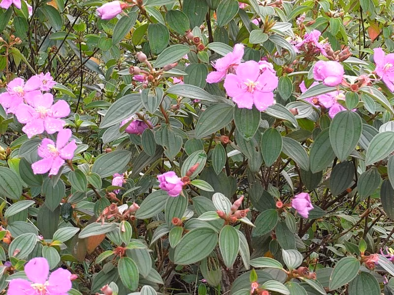 Cụ thể, dân gian dùng lá cây mua bà chữa mụn nhọt, rễ dùng chữa sâu răng. Ở Campuchia, rễ được dùng trị bệnh về gan với vàng da. Ảnh: vuoncay.