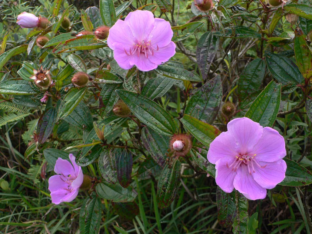 Hoa của cây mua bà có màu hồng tím, ra hoa quanh năm; quả hình trứng có lông, chín vào mùa thu. Ảnh: thienhaspa.