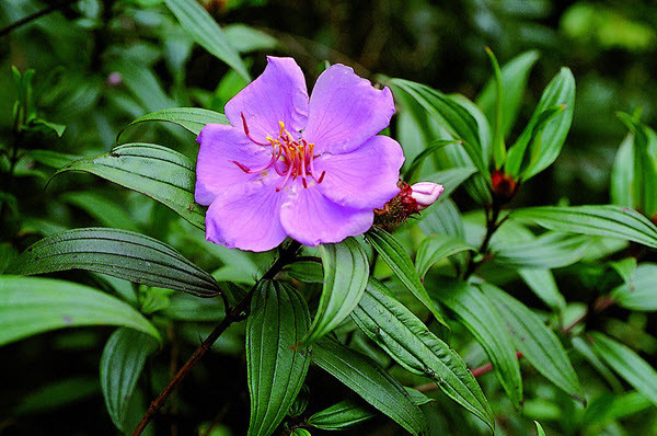 Cây mua bà là dạng cây bụi, cao khoảng 1m, cành và lá có lông nhám màu nâu, lá mọc đối hình bầu dục. Ảnh: ydvn.