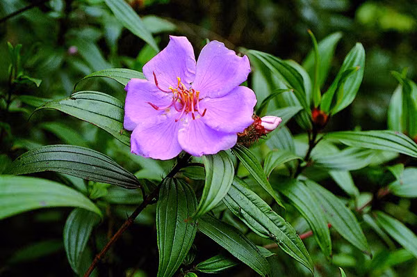 Cây mua bà là dạng cây bụi, cao khoảng 1m, cành và lá có lông nhám màu nâu, lá mọc đối hình bầu dục. Ảnh: ydvn.