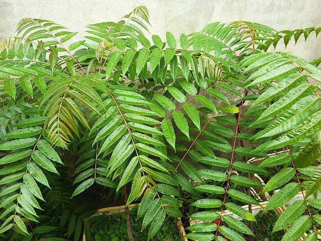 Cây xoan hôi ra hoa từ tháng 5 - tháng 7, quả chín từ tháng 10 - tháng 12. Ảnh: khoahoccaytrong.