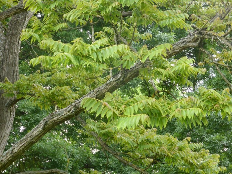 Đây là cây ưa sáng, tốc độ sinh trưởng nhanh, rụng lá về mùa khô. Ảnh: ydhvn.