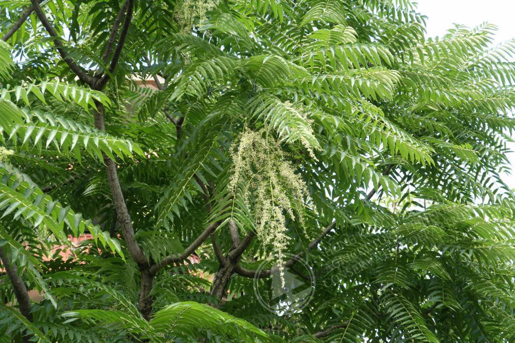 Trong khi đó, lá và chồi non của cây xoan hôi còn được người H’Mông dùng làm rau ăn. Ảnh: herbarium.