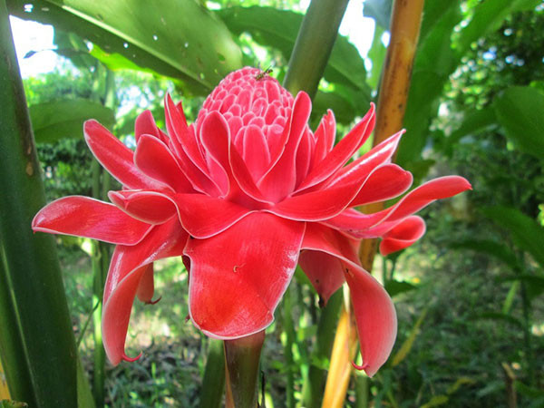 Sen đa lộc có hoa màu đỏ huyết dụ viền vàng, màu đỏ tươi viền trắng hoặc màu trắng. Hình dáng hoa tương tự hoa sen và không có mùi thơm. Ảnh: hoala.