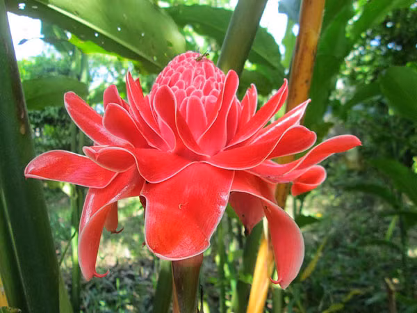 Sen đa lộc có hoa màu đỏ huyết dụ viền vàng, màu đỏ tươi viền trắng hoặc màu trắng. Hình dáng hoa tương tự hoa sen và không có mùi thơm. Ảnh: hoala.