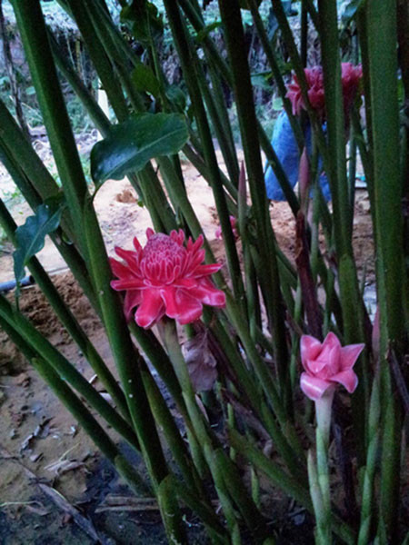 Sen đa lộc ra hoa vào tháng 5 đến tháng 10, hoa mọc thành cụm trên đỉnh, rất lâu tàn, có thể giữ từ 5 - 7 ngày sau khi thu hoạch. Ảnh: hoala.