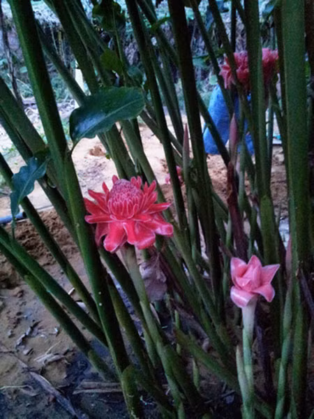 Sen đa lộc ra hoa vào tháng 5 đến tháng 10, hoa mọc thành cụm trên đỉnh, rất lâu tàn, có thể giữ từ 5 - 7 ngày sau khi thu hoạch. Ảnh: hoala.